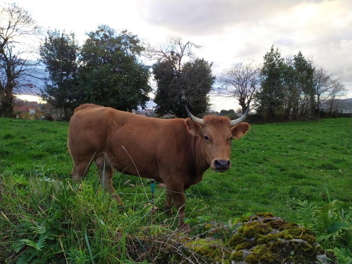 Casa Pepin - Sagasta Rural Oviedoゲストハウス エクステリア 写真