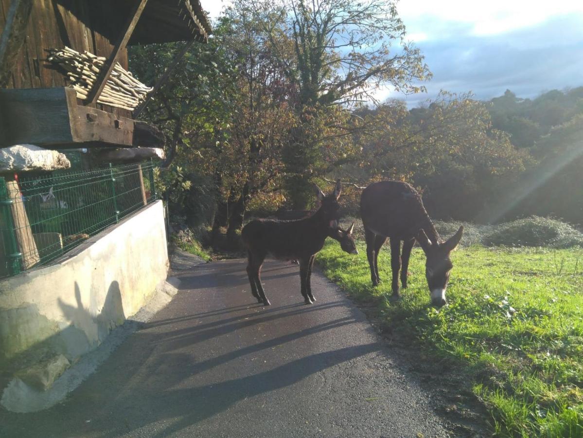 Casa Pepin - Sagasta Rural Oviedoゲストハウス エクステリア 写真