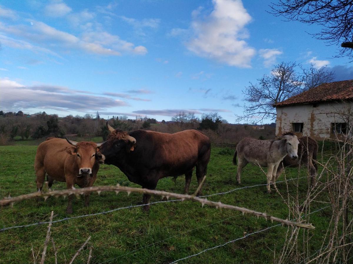 Casa Pepin - Sagasta Rural Oviedoゲストハウス エクステリア 写真