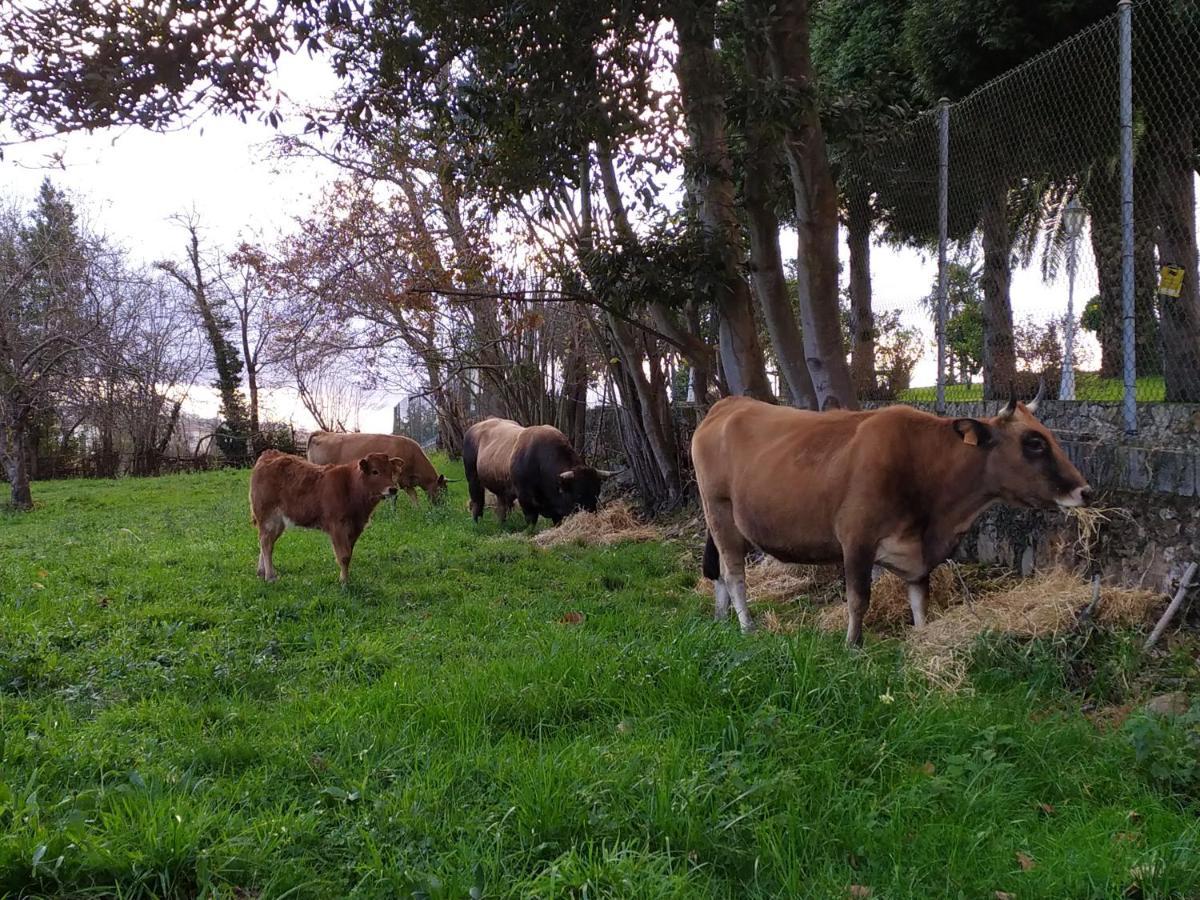 Casa Pepin - Sagasta Rural Oviedoゲストハウス エクステリア 写真